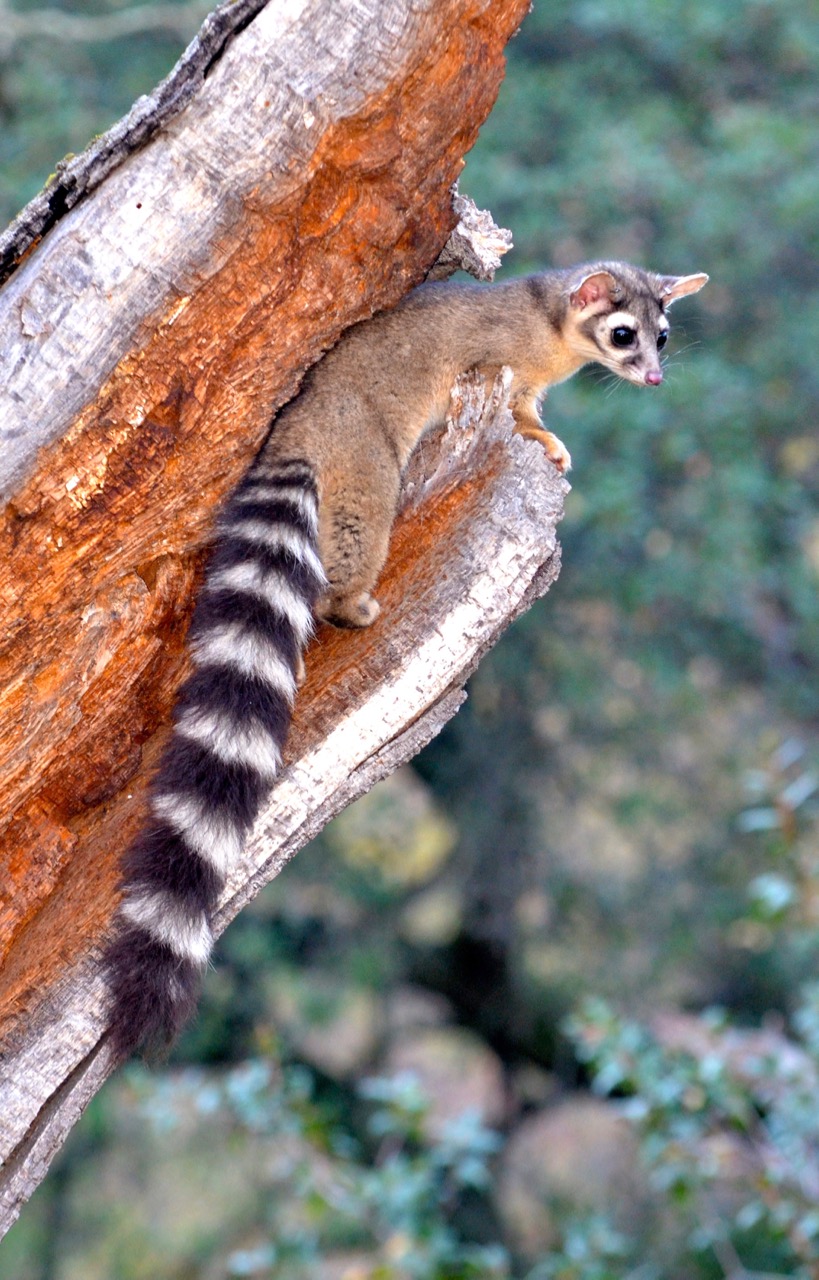 Ringtail in a tree